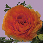 Hypnose-Coach Madeleine Gresch