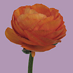 Hypnose-Coach Madeleine Gresch