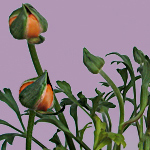 Hypnose-Coach Madeleine Gresch