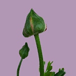 Hypnose-Coach Madeleine Gresch