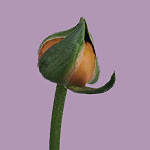 Hypnose-Coach Madeleine Gresch