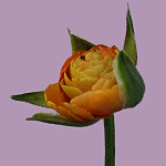 Hypnose-Coach Madeleine Gresch