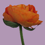 Hypnose-Coach Madeleine Gresch