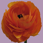 Hypnose-Coach Madeleine Gresch