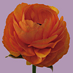 Hypnose-Coach Madeleine Gresch